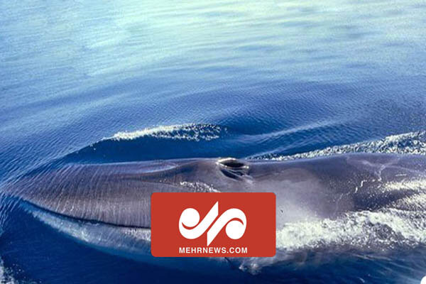 یک نهنگ ۱۵تنی در فرانسه پیدا شد