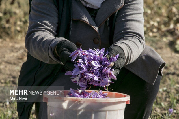 برداشت زعفران سرخ در شهرستان بناب مرند