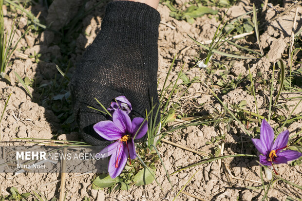 برداشت زعفران سرخ در شهرستان بناب مرند