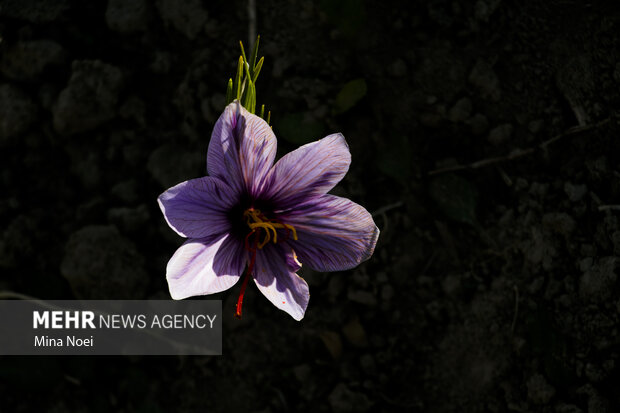 برداشت زعفران سرخ در شهرستان بناب مرند