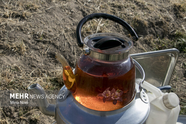 برداشت زعفران سرخ در شهرستان بناب مرند