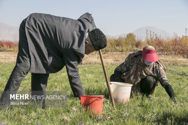 برداشت زعفران سرخ در شهرستان بناب مرند