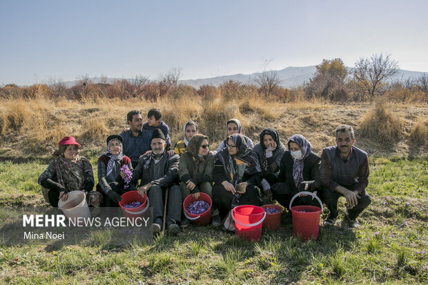 برداشت زعفران سرخ در شهرستان بناب مرند