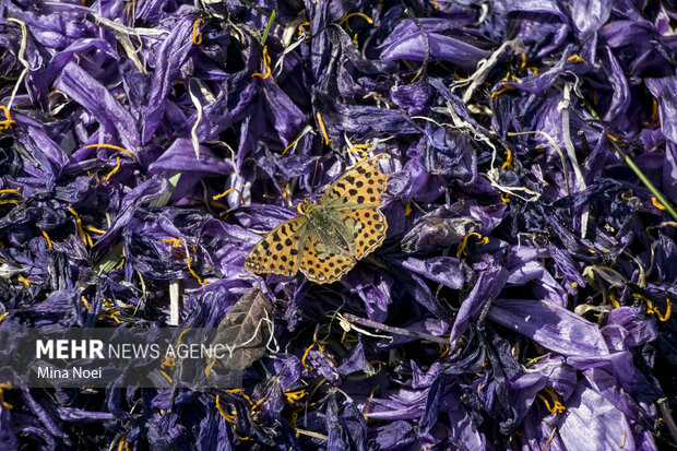 برداشت زعفران سرخ در شهرستان بناب مرند