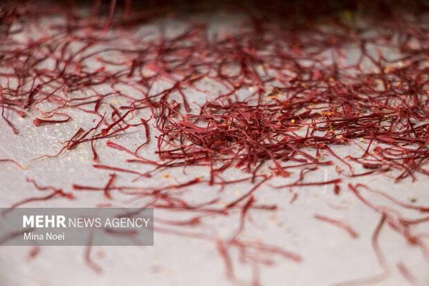پیش بینی برداشت ۳۷ تن زعفران خشک از مزارع شهرستان زاوه