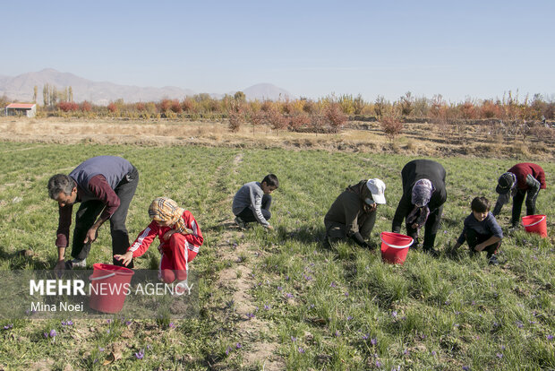 قطب تولید زعفران آذربایجان شرقی در حسرت صنایع بسته بندی