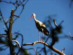 Storks in Marivan