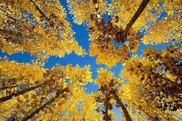 "Gizem" şehrinde sonbahar manzaraları "Gizem" şehrinde sonbahar manzaraları