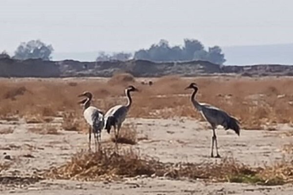 Common crane spotted in Kerman 