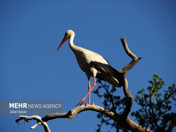 Storks in Marivan