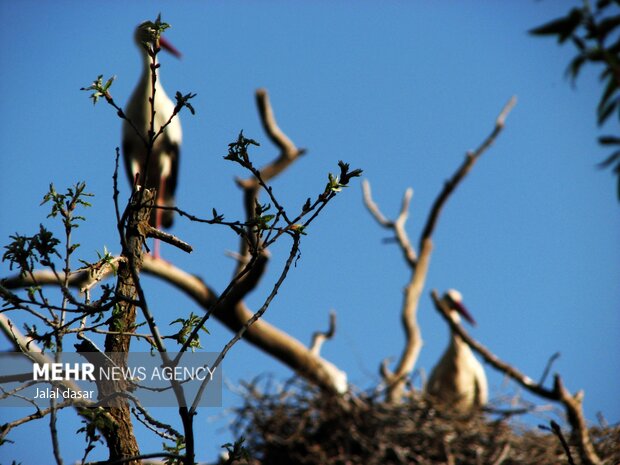 Storks in Marivan