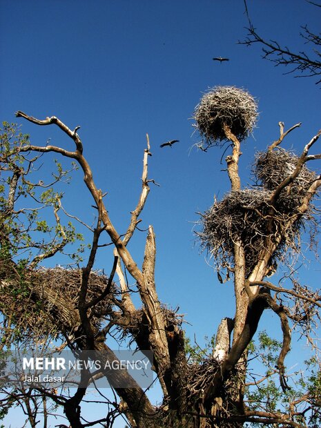  لک لک های روستای «بیلو» مریوان