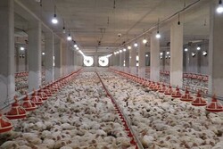 ۸ میلیون قطعه جوجه‌ریزی در مرغداری‌های لرستان صورت می‌گیرد