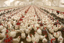 افزایش ۸ درصدی تولید مرغ در گیلان/ بیش از ۱۰۰ میلیون قطعه مرغ تولید شد