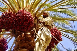 بیش‌ از ۶٠ درصد از مردم نیکشهر در بخش کشاورزی مشغول بکارند