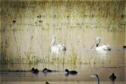 Six Dalmatian pelicans spotted in Gandoman Pond