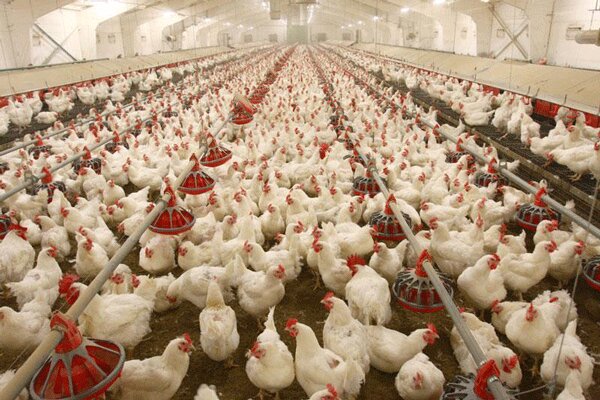 تولید سالانه ۲ میلیون تن گوشت مرغ در کشور