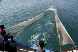 تمدید ممنوعیت صید تجاری ماهیان خاویاری خزر