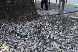 Shrimp catching in Persian Gulf and Sea of Oman