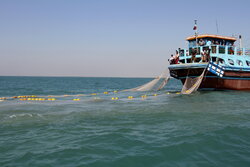 صیادان بوشهری ۷۰۰ تن میگو صید کردند