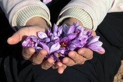 Saffron harvest in Razavi Khorasan