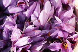 کاهش شدید صادرات زعفران/۶۰ درصد فقط در فروردین‌ماه
