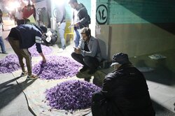 نخستین جشنواره «گل پرکنی زعفران» در گناباد برگزار شد