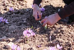 تولید سالانه ۲۶ تن زعفران در تربت حیدریه/قیمت مصوب خرید زعفران اعلام نشده است