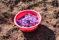 پیش بینی برداشت ۳۴ کیلوگرم زعفران در استان ایلام