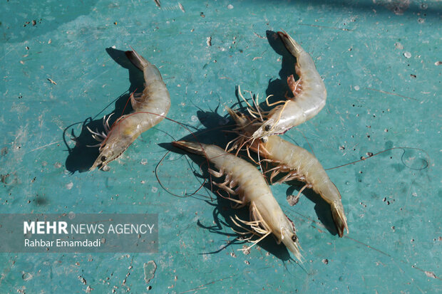 Russia No. 1 export destination for Iran’s shrimp