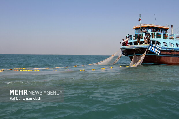 وضعیت ذخایر میگو در ۲۷ نقطه از آب‌های استان بوشهر ارزیابی شد