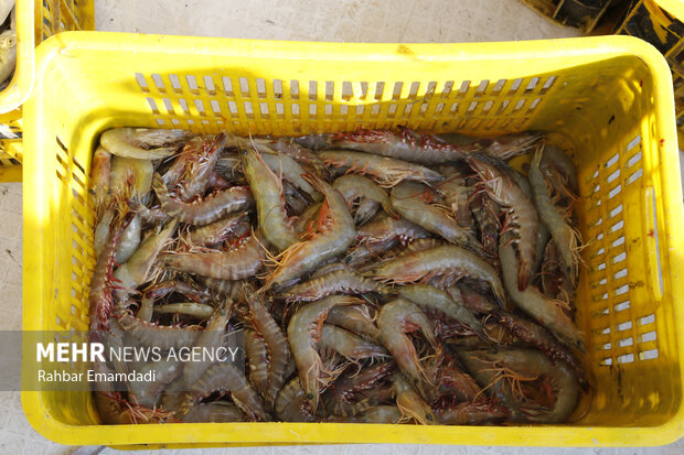 Shrimp catching in Persian Gulf and Sea of Oman