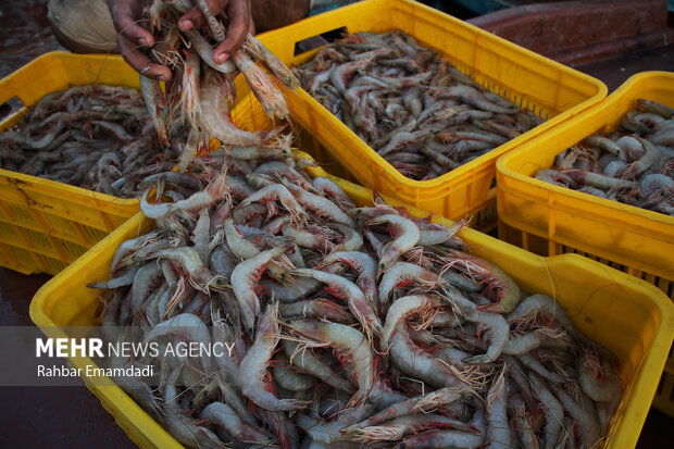 Shrimp catching in Persian Gulf and Sea of Oman