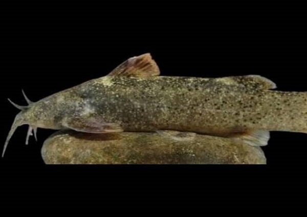 گونه جدید ماهی کشف شده به نام «علی دایی» ثبت شد