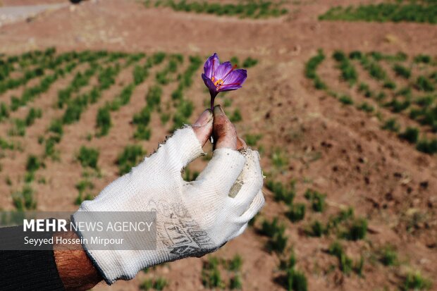Saffron harvest in Razavi Khorasan

