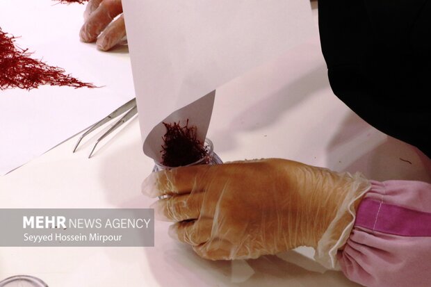 Saffron harvest in Razavi Khorasan
