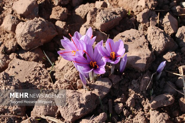 Saffron harvest in Razavi Khorasan
