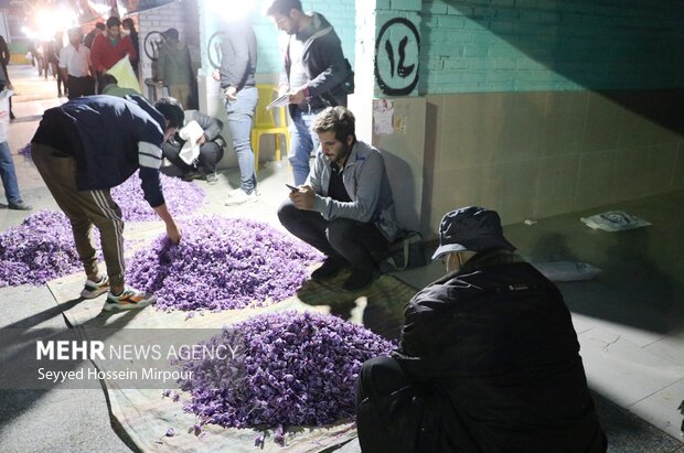 Saffron harvest in Razavi Khorasan
