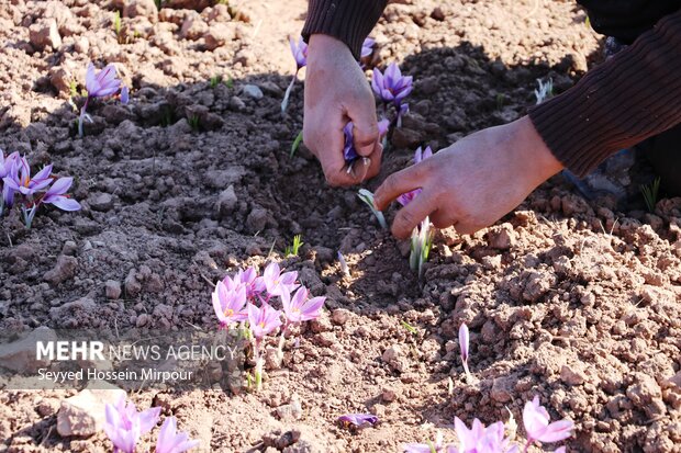 تولید سالانه ۲۶ تن زعفران در تربت حیدریه