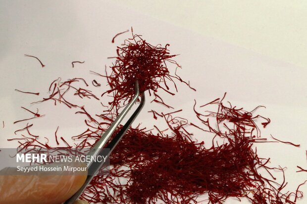 Saffron harvest in Razavi Khorasan
