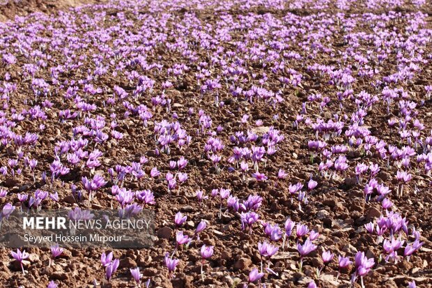 زعفران ایران به ۶۵ کشور دنیا صادر می‌شود