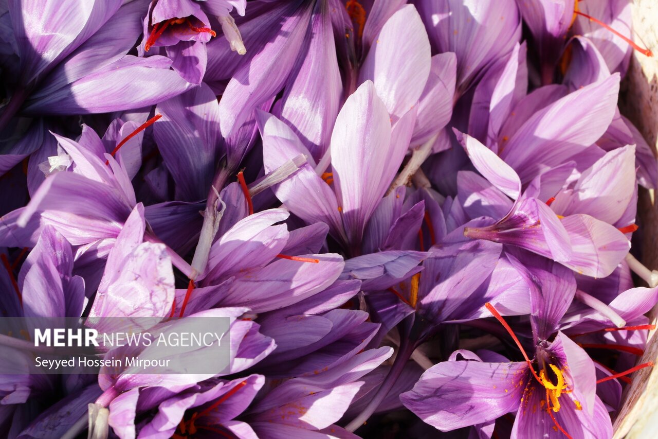تولید بیش از ۱۳۰ کیلوگرم گل زعفران در اسلام آبادغرب