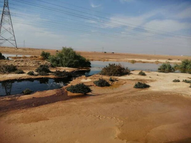 مواد نفتی اطراف روستای شول شهرستان گناوه را آلوده کرد