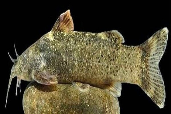 نامگذاری ماهی جدید به نام «علی دایی» نشانه بی‌احترامی نیست