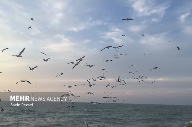 Bushehr coastal areas hosting migratory birds 