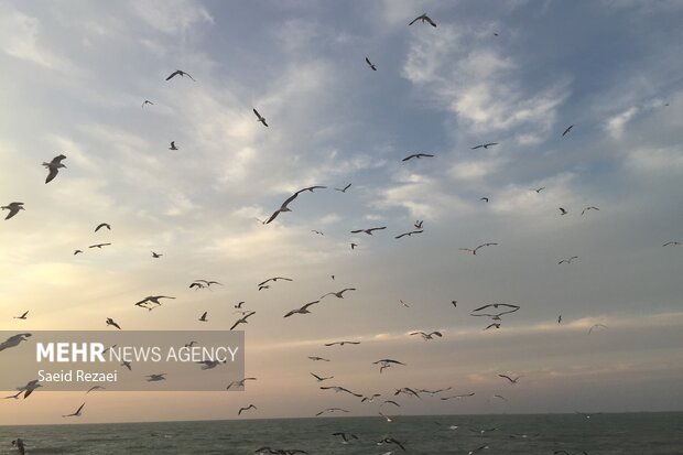 Bushehr coastal areas hosting migratory birds 