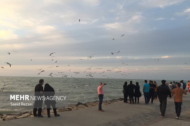 Bushehr coastal areas hosting migratory birds 