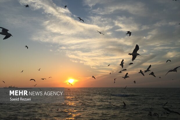 Bushehr coastal areas hosting migratory birds 