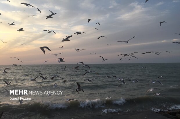 Bushehr coastal areas hosting migratory birds 