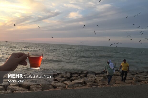 Bushehr coastal areas hosting migratory birds 